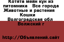 Котята мейн-кун из питомника - Все города Животные и растения » Кошки   . Волгоградская обл.,Волжский г.